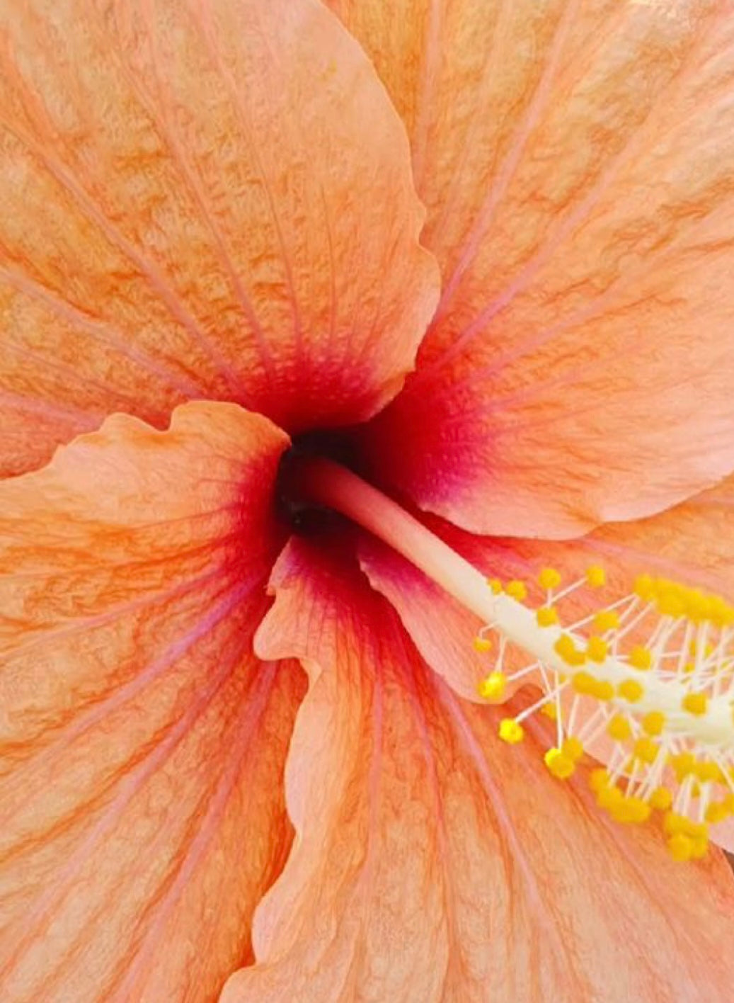 Island Glow Collection-Tropical Hibiscus Sugar Scrub