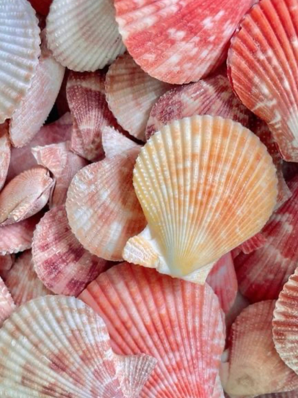 Island Glow Collection-Seashell Sugar Scrub