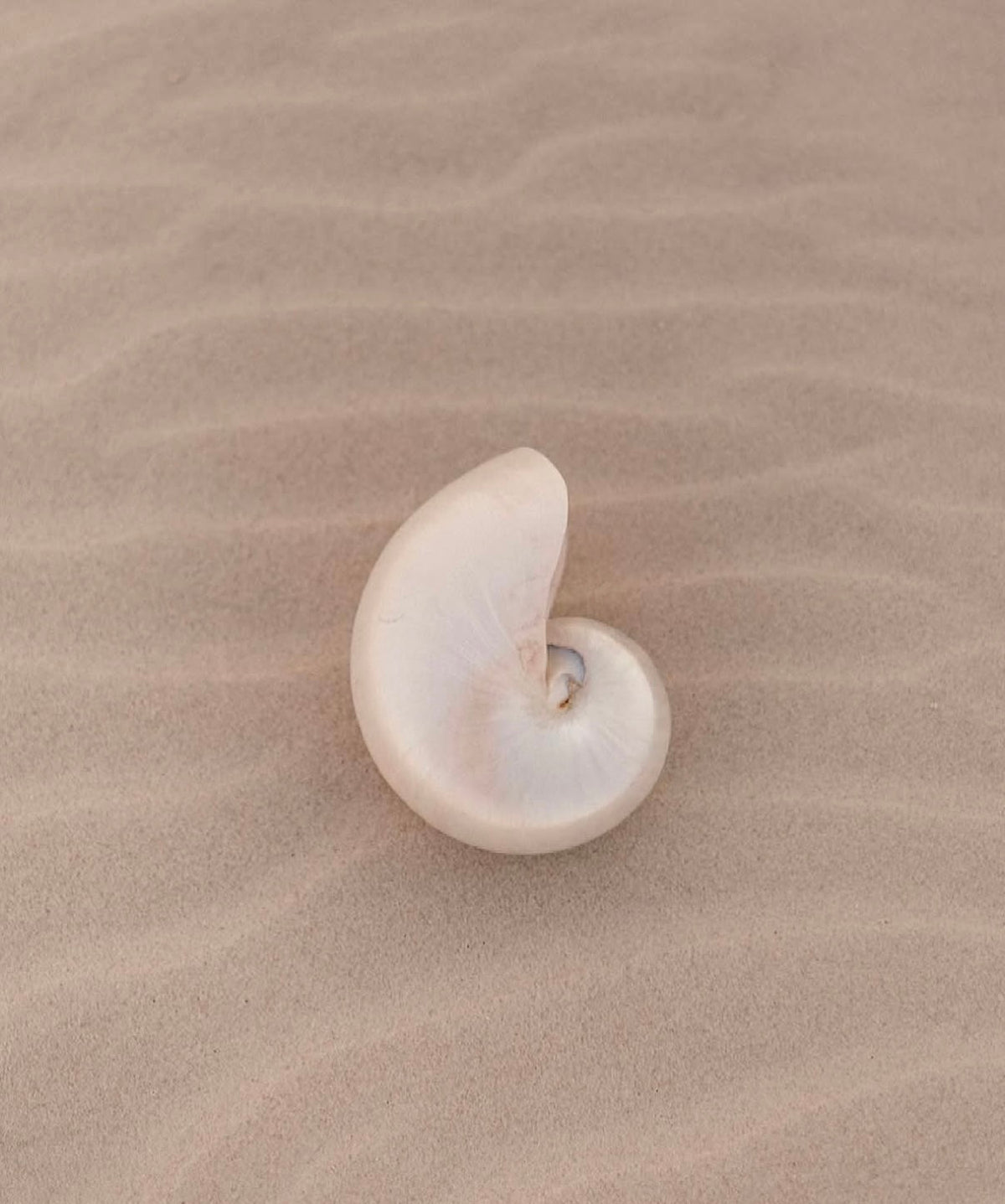 Island Glow Collection-Seashell Sugar Scrub