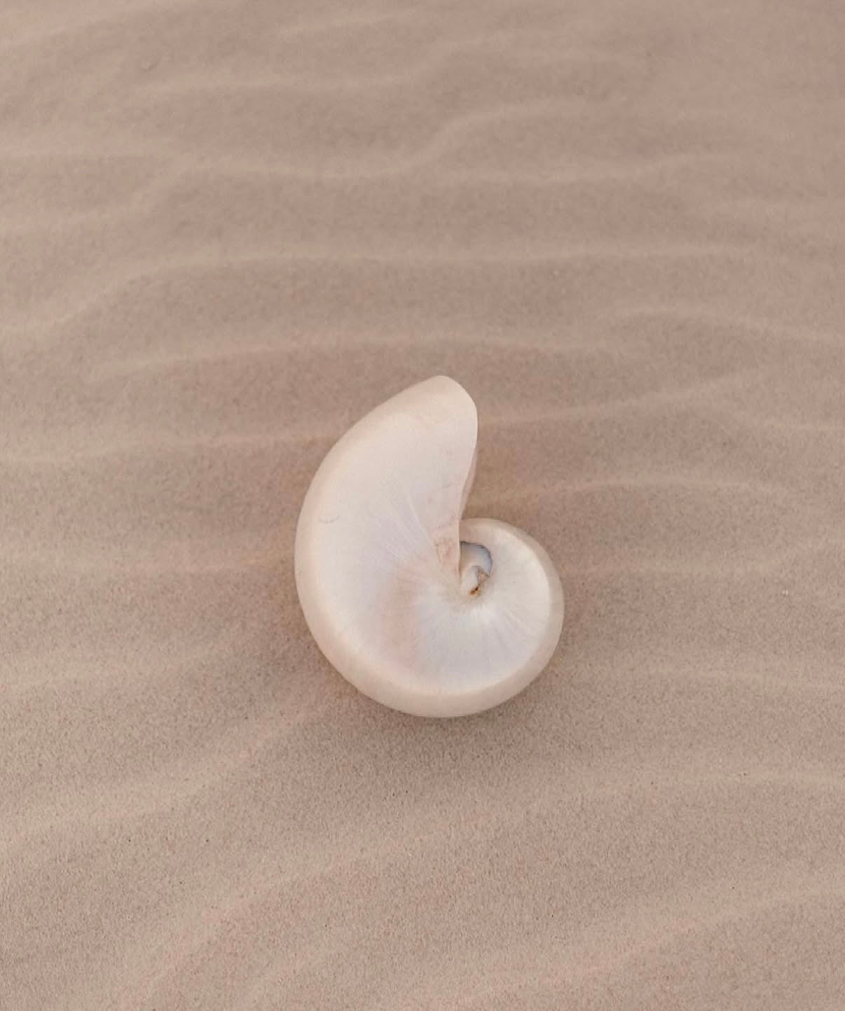 Island Glow Collection-Seashell Sugar Scrub