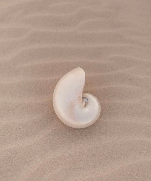 Island Glow Collection-Seashell Sugar Scrub